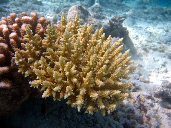  Acropora secale (Purple Tipped Acropora)